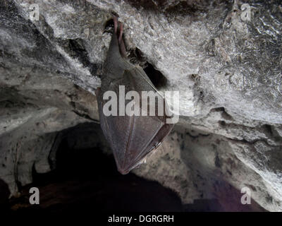 Geringerem Hufeisennase (Rhinolophus Hipposideros) Stockfoto