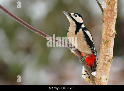 Buntspecht (Dendrocopos großen), Männlich Stockfoto