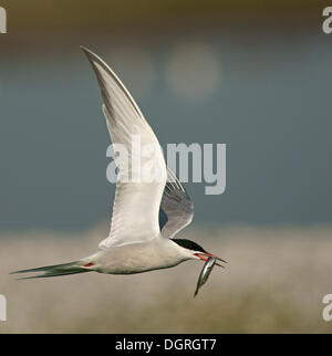 Seeschwalbe (Sterna Hirundo) während des Fluges mit Beute Stockfoto