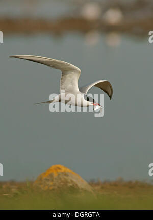 Seeschwalbe (Sterna Hirundo) Stockfoto