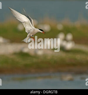 Seeschwalbe (Sterna Hirundo) Stockfoto