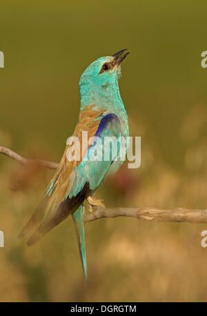 Blauracke (Coracias Garrulus), Nord-Bulgarien, Bulgarien, Europa Stockfoto