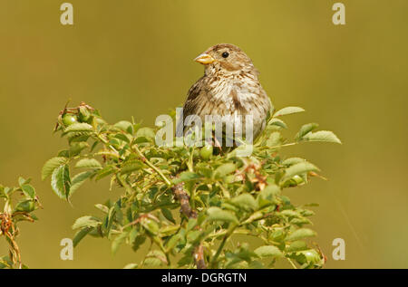 Corn Sie Bunting (Emberiza Calandra), Bulgarien, Europa Stockfoto