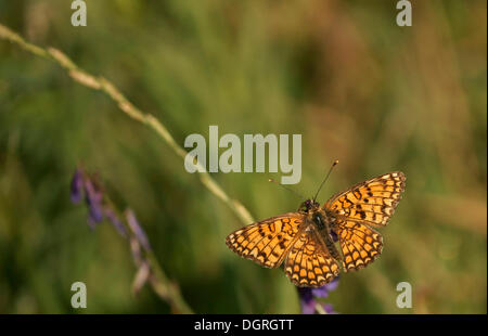 Dunkel grün Fritillary (Mesoacidalia Aglaja), Bulgarien, Europa Stockfoto