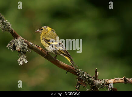 Erlenzeisig (Zuchtjahr Spinus), Männlich, Finnland, Europa Stockfoto