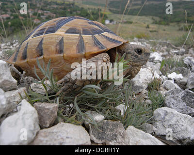 Sporn-thighed Tortoise (Testudo Graeca), Bulgarien, Europa Stockfoto