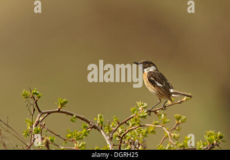 Afrikanische Schwarzkehlchen (Saxicola Torquata), Bulgaria, Bulgarien, Nordeuropa Stockfoto