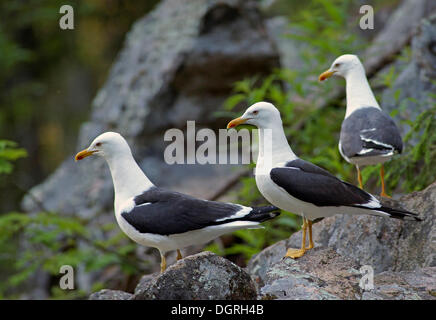 Geringerem Black-backed Möwen (Larus Fuscus), Karelien, Finnland, Europa Stockfoto