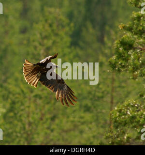 Schwarze Drachen (Milvus Migrans), Karelien, Finnland, Europa Stockfoto