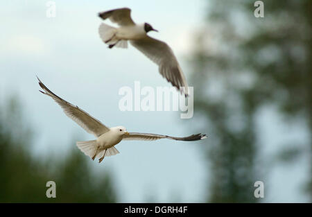 Gemeinsamen Gull (Larus Canus) und Lachmöwe (Chroicocephalus Ridibundus, Larus Ridibundus), Karelien, Finnland, Europa Stockfoto