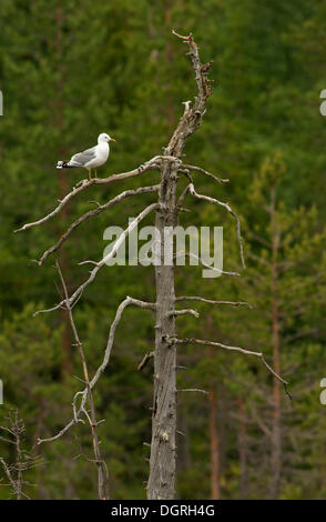 Gemeinsamen Gull (Larus Canus) auf ein toter Baum, Karelien, Finnland, Europa Stockfoto