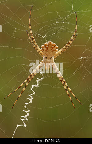 Gelappten Wespenspinne (Ariope Lobata), Männlich, Nord-Bulgarien, Bulgarien, Europa Stockfoto