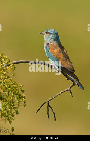 Blauracke (Coracias Garrulus) thront auf einem Aussichtspunkt, Bulgarien, Europa Stockfoto