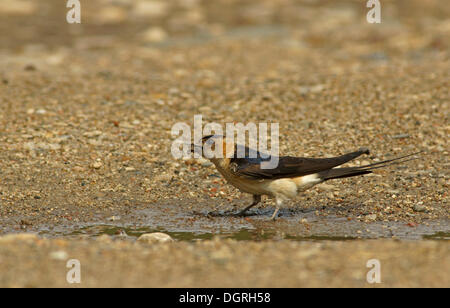 Rot-rumped Schwalbe (Hirundo Daurica), Erwachsene Vögel sammeln Schlamm als Verschachtelung Material, Bulgarien, Europa Stockfoto