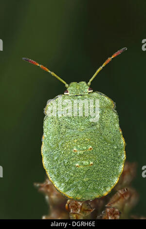 Larve des Green Shield Bug (Palomena Prasina), Bad Hersfeld, Hessen Stockfoto