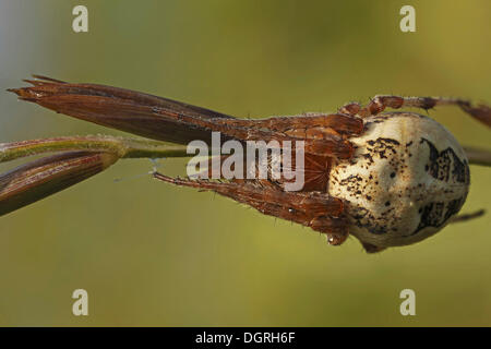 Furche Spider (Larinioides Cornutus), Bad Hersfeld, Hessen Stockfoto