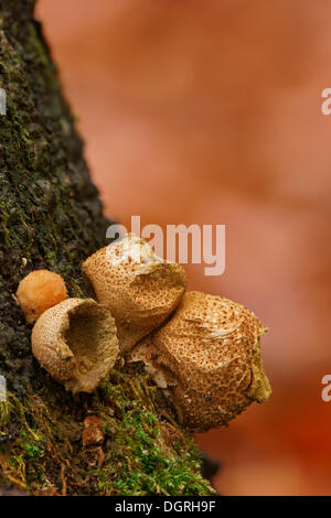 Gemeinsamen Puffball, gewarzt Puffball, Edelstein besetzte Puffball oder des Teufels Dose (Lycoperdon Perlatum, Lycoperdon Gemmatum) Stockfoto