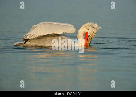 Krauskopfpelikan (Pelecanus Crispus) beim Fischen, See Kerkini, Zentralmakedonien, Griechenland Stockfoto