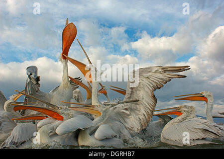 Dalmatinische Pelikane (Pelecanus Crispus), Gruppe im Wettbewerb um Fisch vom Fischer, See Kerkini, Zentralmakedonien, Griechenland verworfen Stockfoto