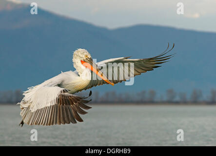 Krauskopfpelikan (Pelecanus Crispus) im Flug, See Kerkini, Zentralmakedonien, Griechenland Stockfoto