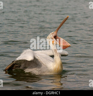 Krauskopfpelikan (Pelecanus Crispus), See Kerkini, Zentralmakedonien, Griechenland Stockfoto