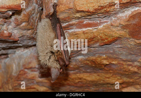 Bechstein Fledermaus (Myotis Bechsteinii) in den Ruhezustand, Nordhessen, Bad Hersfeld, Hessen, Deutschland Stockfoto