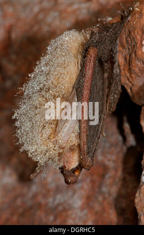 Braun langohrige Fledermaus oder gemeinsame lange Schmuckschildkröte Bat (Langohrfledermäuse Auritus) in den Ruhezustand, Nordhessen, Bad Hersfeld, Hessen, Deutschland Stockfoto