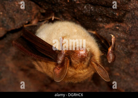 Mehr Maus-eared Fledermaus (Myotis Myotis) in den Ruhezustand, Nordhessen, Bad Hersfeld, Hessen, Deutschland Stockfoto