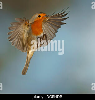 Robin (Erithacus Rubecula) im Flug, Asbach, Bad Hersfeld, Hessen, Deutschland Stockfoto