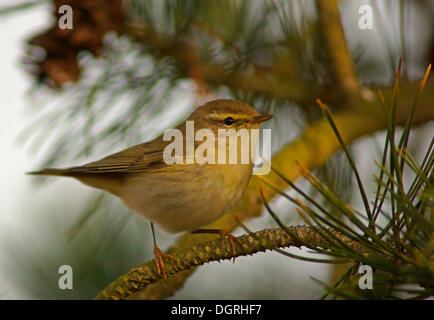 Weide, Laubsänger (Phylloscopus Trochilus), Asbach, Bad Hersfeld, Hessen, Deutschland Stockfoto