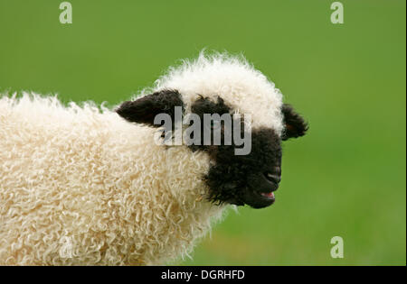 Valais Blacknose Schafe (Ovis Orientalis Aries), Lamm, Bad Hersfeld, Hessen, Deutschland Stockfoto