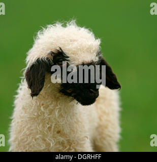 Valais Blacknose Schafe (Ovis Orientalis Aries), Lamm, Bad Hersfeld, Hessen, Deutschland Stockfoto