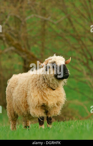 Valais Blacknose Schafe (Ovis Orientalis Aries), Ram, Bad Hersfeld, Hessen, Deutschland Stockfoto