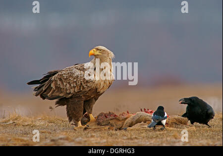 Seeadler oder Seeadler (Haliaeetus Horste), eine Elster (Pica Pica) und ein Rabe (Corvus Corax) mit der Kadaver eines Stockfoto