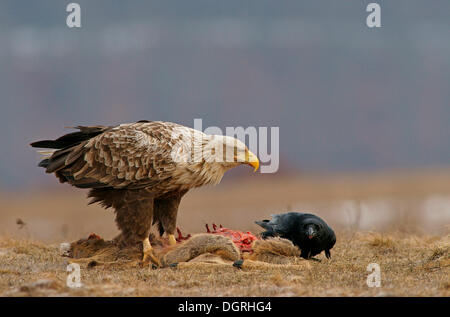 Seeadler oder Seeadler (Haliaeetus Horste) und ein Rabe (Corvus Corax) mit dem Kadaver eines Hirsches Stockfoto