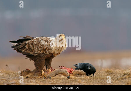 Seeadler oder Seeadler (Haliaeetus Horste) und ein Rabe (Corvus Corax) mit dem Kadaver eines Hirsches Stockfoto