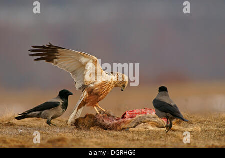 Rohrweihe (Circus Aeruginosus), männliche und Nebelkrähen (Corvus Corone Cornix) mit dem Kadaver eines Hirsches Stockfoto