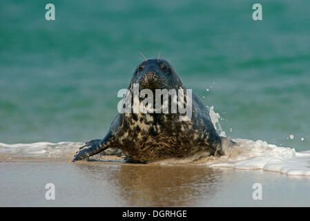 Grey Seal (Halichoerus Grypus), ganze Insel, Helgoland, Schleswig-Holstein, Deutschland Stockfoto