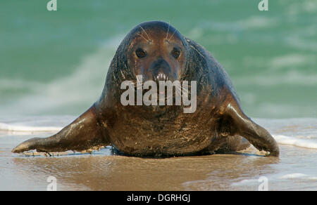 Grey Seal (Halichoerus Grypus), ganze Insel, Helgoland, Schleswig-Holstein, Deutschland Stockfoto