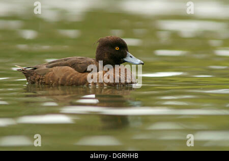 Reiherenten (Aythya Fuligula), Weiblich, Göttingen, Niedersachsen, Deutschland Stockfoto