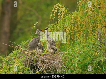 Graureiher (Ardea Cinerea) und Küken in einem Nest, Göttingen, Göttingen, Niedersachsen, Deutschland Stockfoto