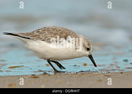 Sanderling (Calidris Alba), Helgoland, Schleswig-Holstein, Deutschland Stockfoto