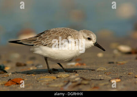 Sanderling (Calidris Alba), Helgoland, Schleswig-Holstein, Deutschland Stockfoto