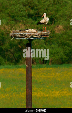 Weißstörche (Ciconia Ciconia) auf dem Nest, Solms, Bad Hersfeld, Hessen, Deutschland Stockfoto