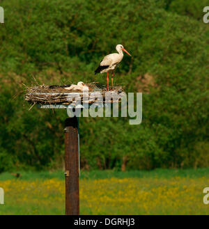 Weißstörche (Ciconia Ciconia) auf dem Nest, Solms, Bad Hersfeld, Hessen, Deutschland Stockfoto