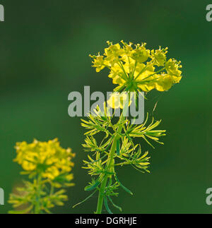 Zypressen-Wolfsmilch (Euphorbia Cyparissias), Blütenstand, Bebra, Hessen, Deutschland Stockfoto