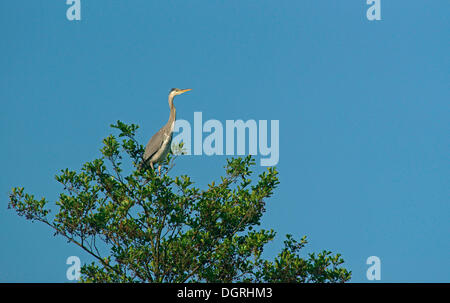 Graue Reiher (Ardea Cinerea) auf einem Baum, Göttingen, Göttingen, Niedersachsen, Deutschland Stockfoto