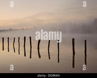 Pfähle in Kuhsee See mit Nebel, Augsburg, Schwaben, Bayern Stockfoto