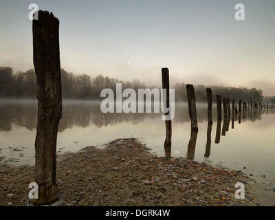 Pfähle in Kuhsee See mit Nebel, Augsburg, Schwaben, Bayern Stockfoto