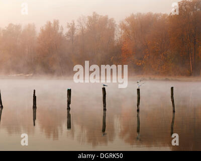 Pfähle in Kuhsee See mit Nebel, Augsburg, Schwaben, Bayern Stockfoto